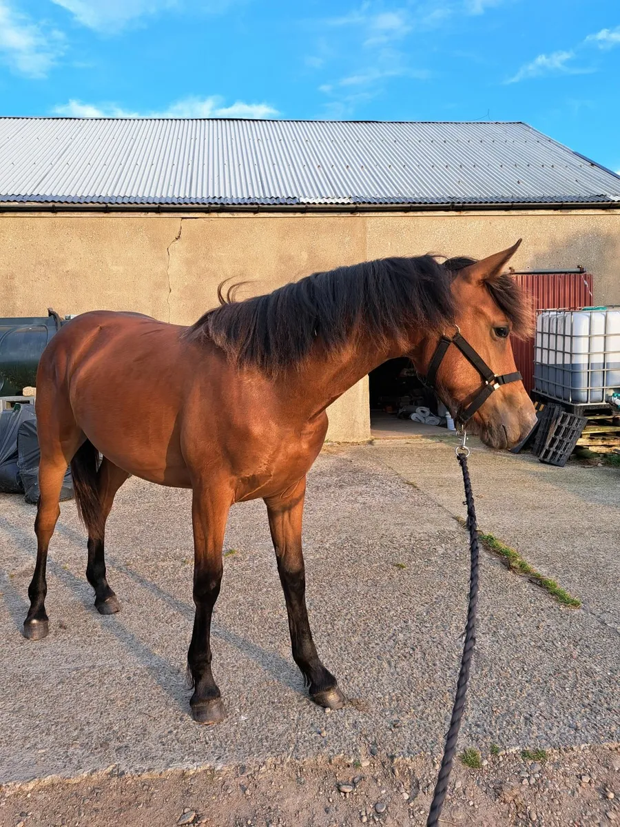 Fabulous Yearling by Coloured Cruise - Image 1
