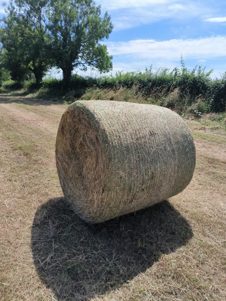 Hay