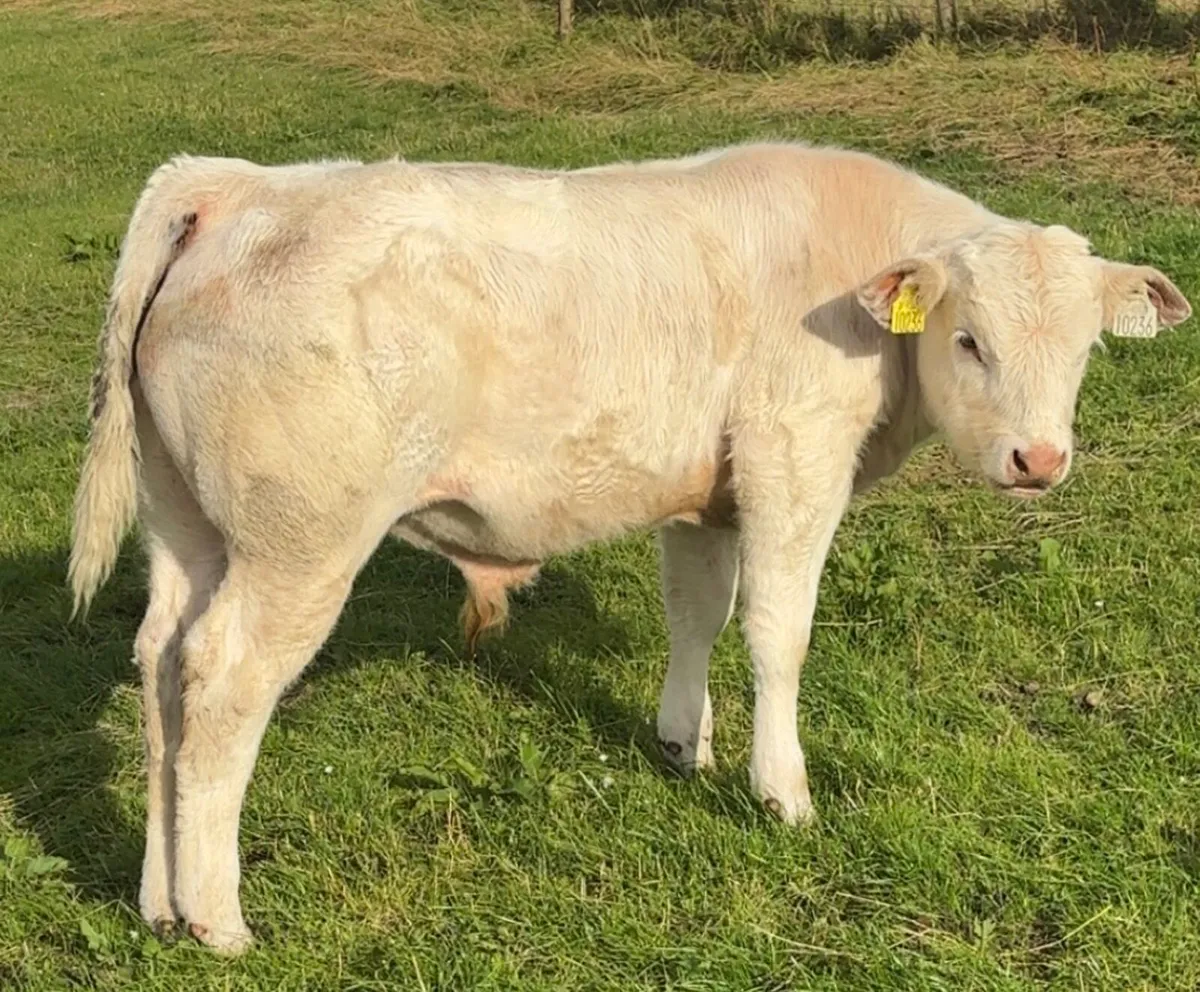 1 Lapon Charlaois bull PBNR and 1 Limousin Hybrid - Image 1