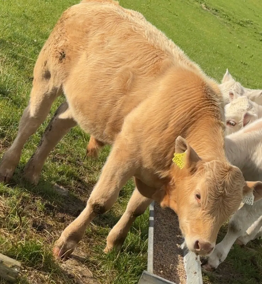 1 Lapon Charlaois bull PBNR and 1 Limousin Hybrid - Image 2