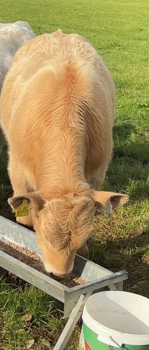 1 Lapon Charlaois bull PBNR and 1 Limousin Hybrid - Image 3