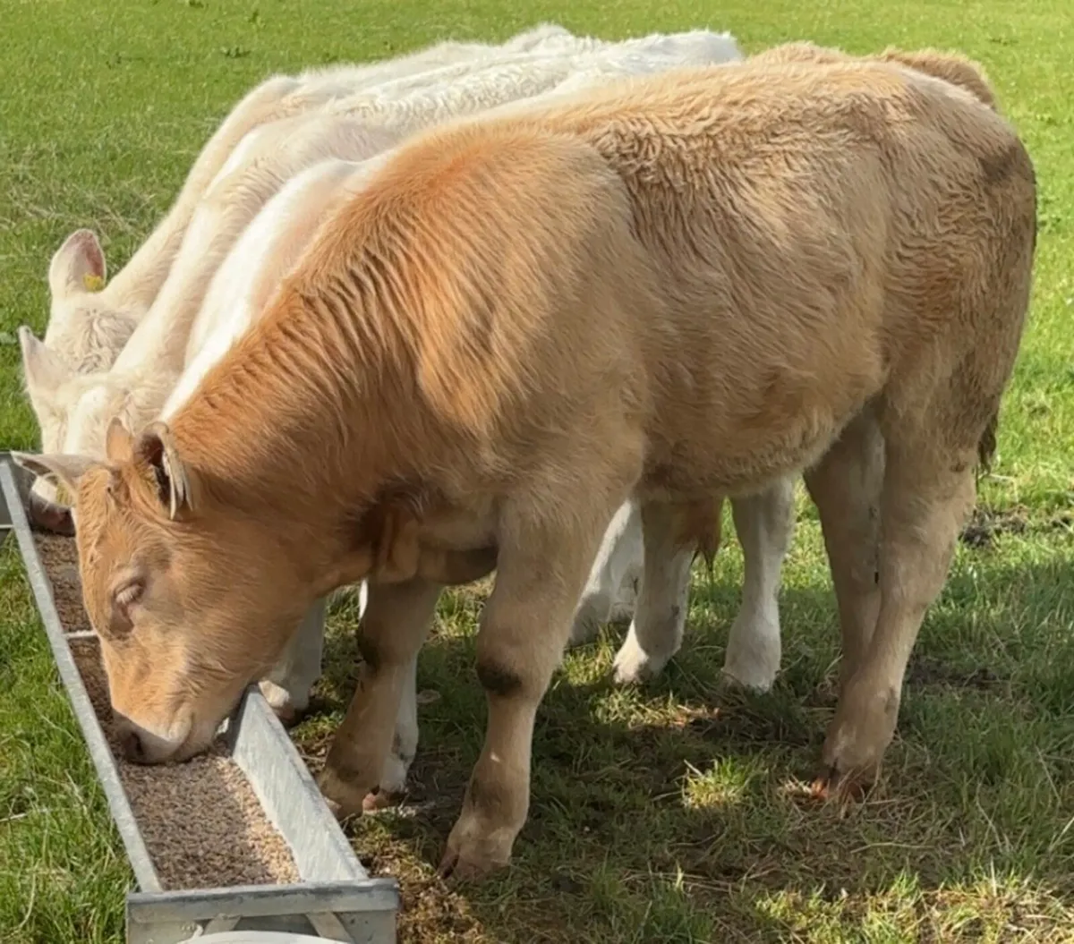 1 Lapon Charlaois bull PBNR and 1 Limousin Hybrid - Image 4