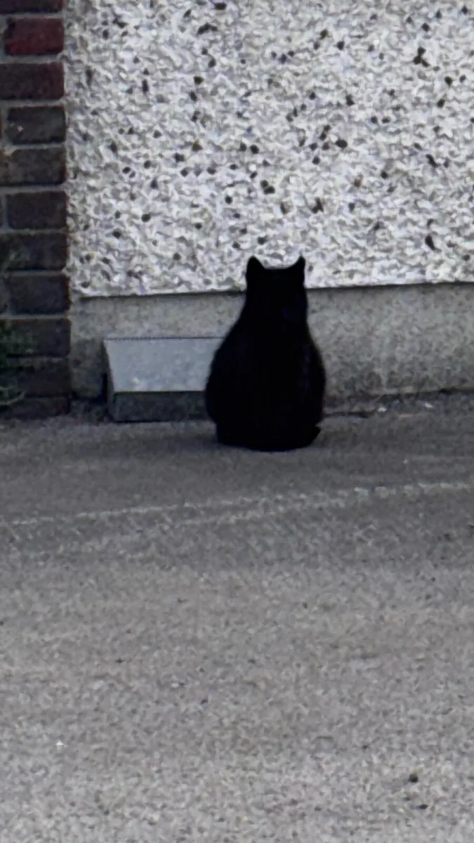 Cat - Image 1