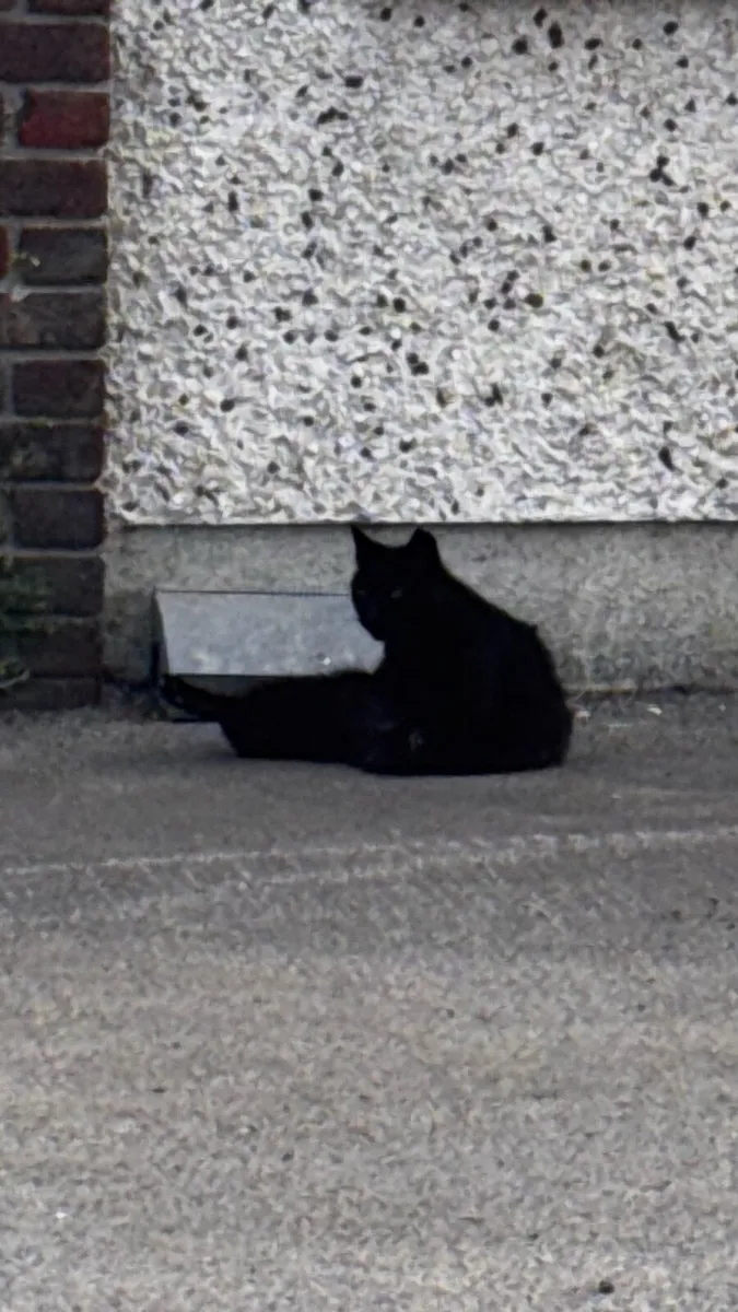 Cat - Image 2