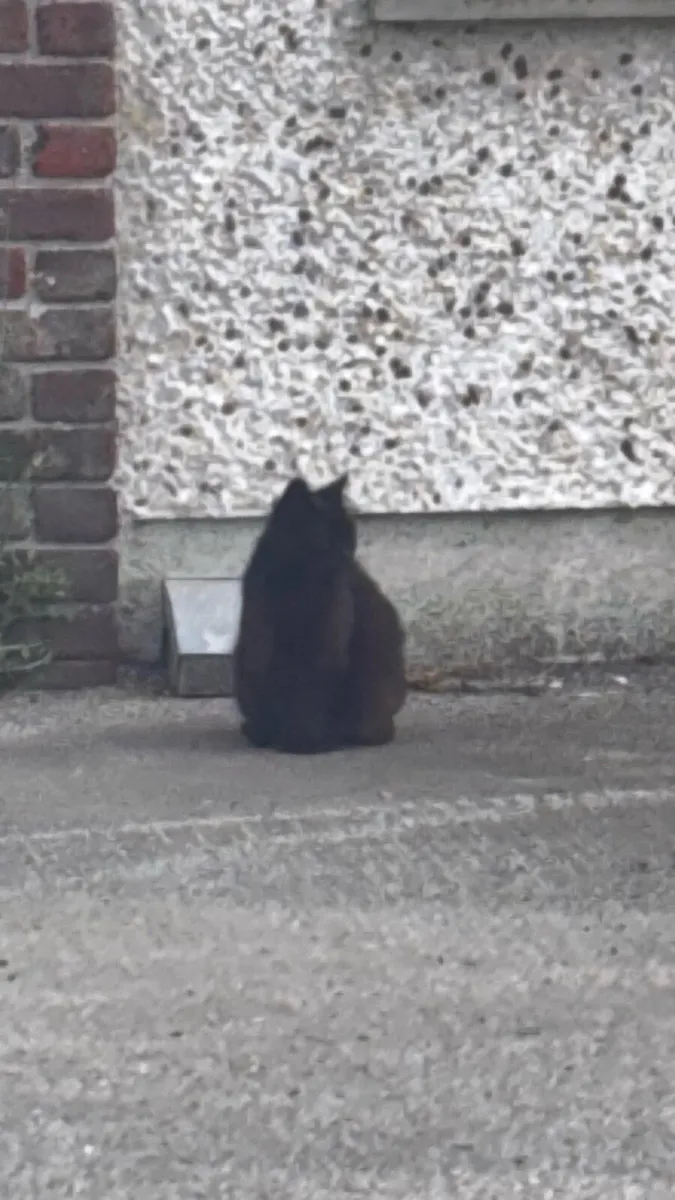 Cat - Image 3