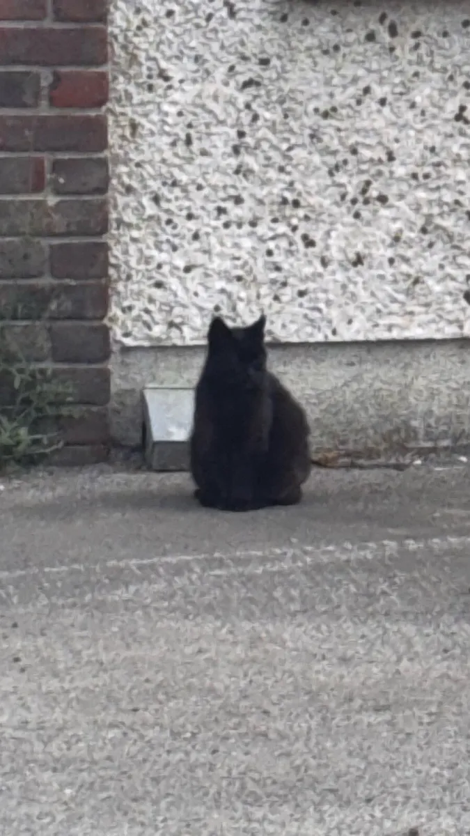 Cat - Image 4