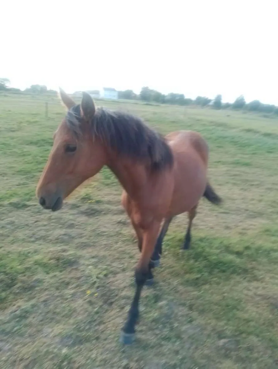 Connemara x Irish draught filly. QUICK SALE - Image 2