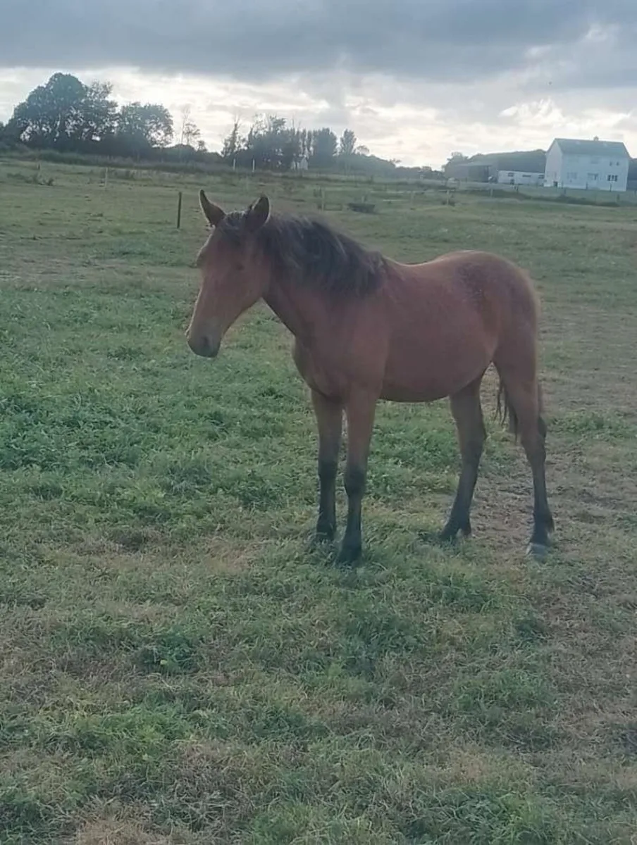 Connemara x Irish draught filly. QUICK SALE - Image 4