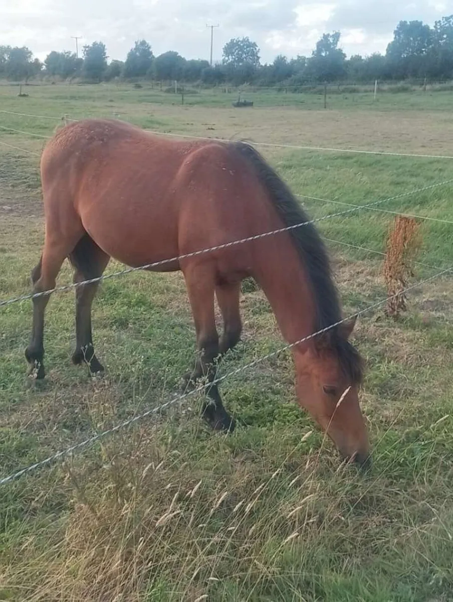 Connemara x Irish draught filly. QUICK SALE - Image 1