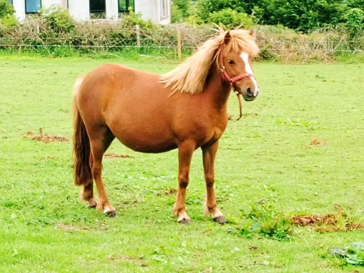 Small Pony - Image 1