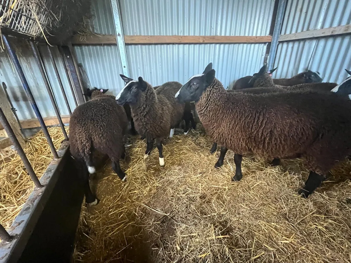 Zwartble PBNR Ewe lambs & ram lamb - Image 4