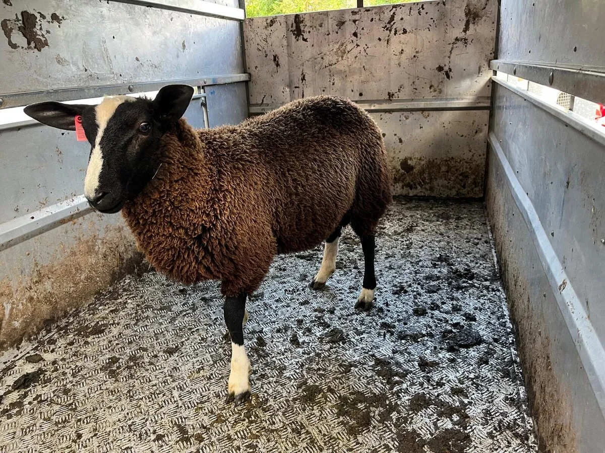 Zwartble PBNR Ewe lambs & ram lamb - Image 1