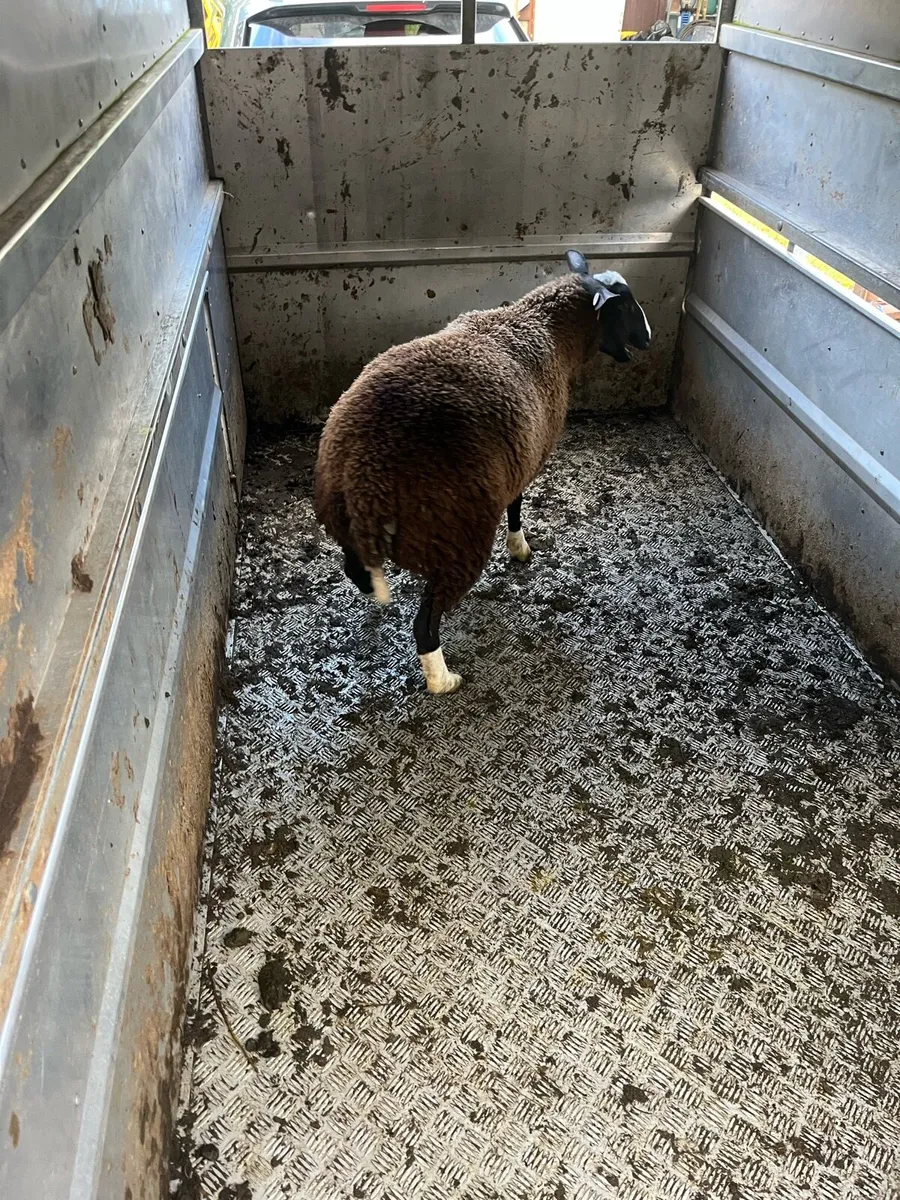 Zwartble PBNR breeding Ewe lambs - Image 3