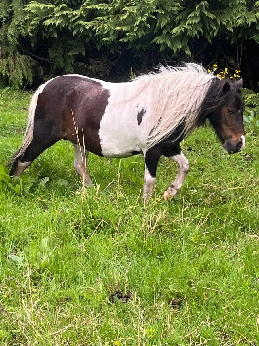 Minature mare - Image 1