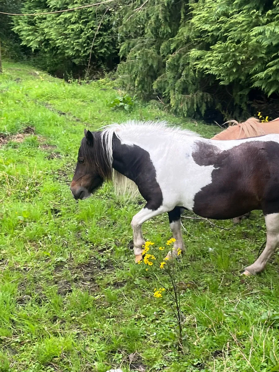 Minature mare - Image 2