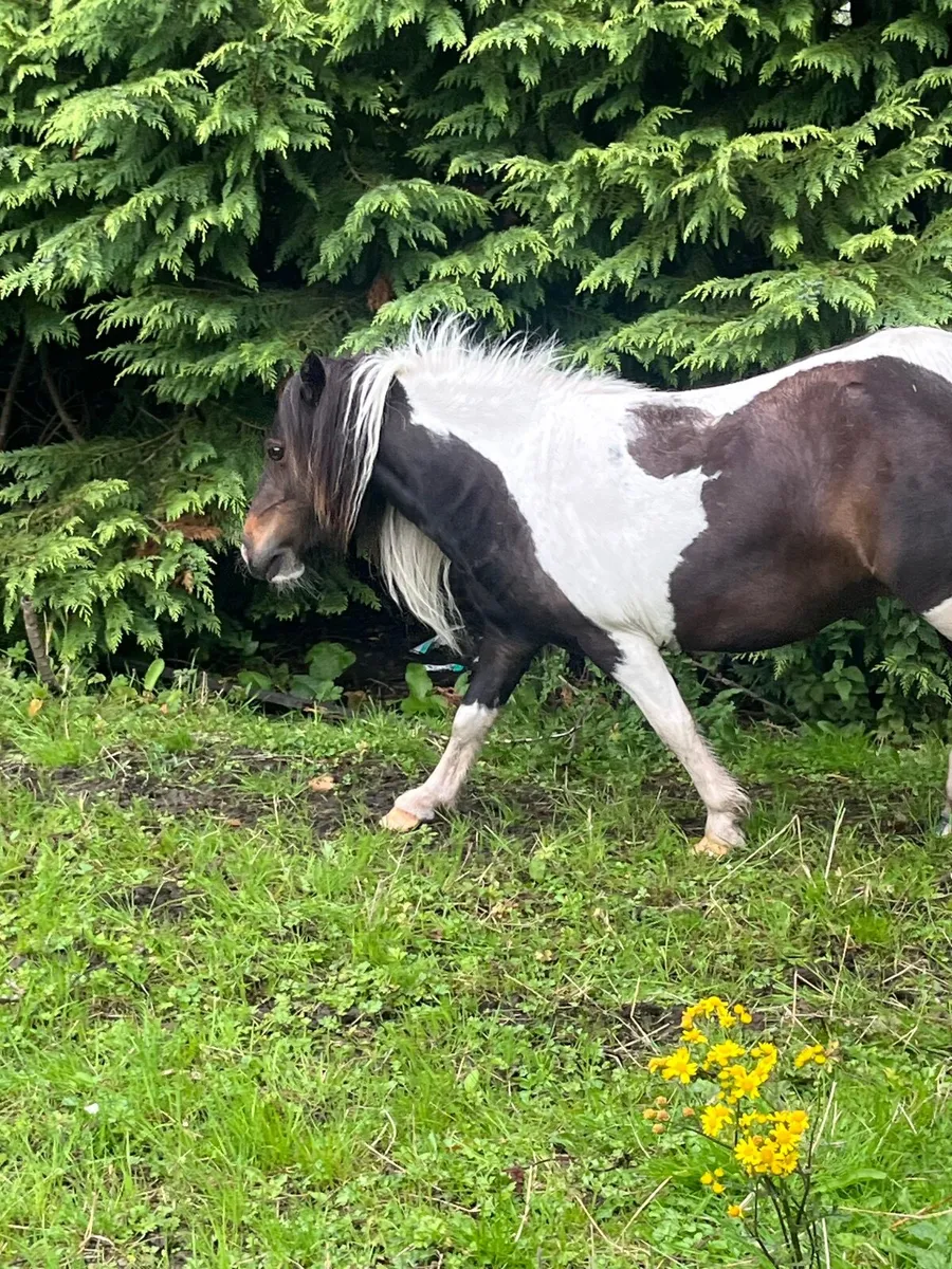 Minature mare - Image 3