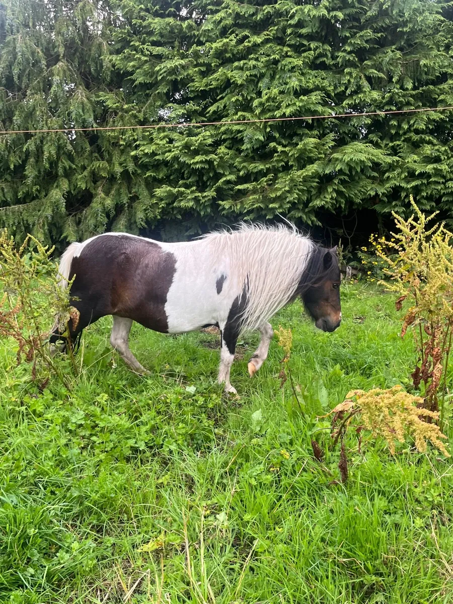 Minature mare - Image 4
