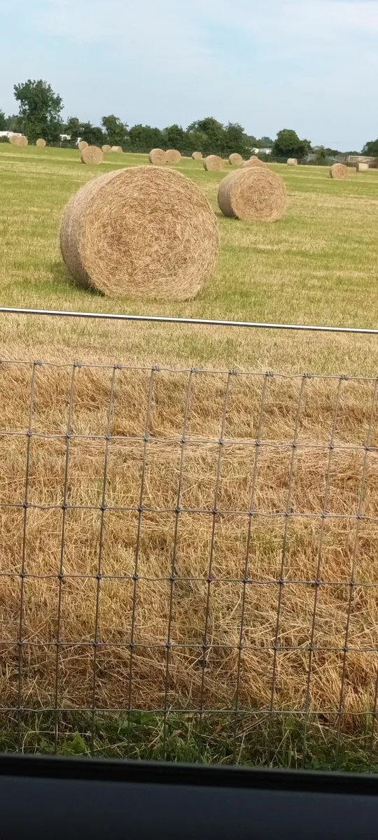 Hay - Image 1