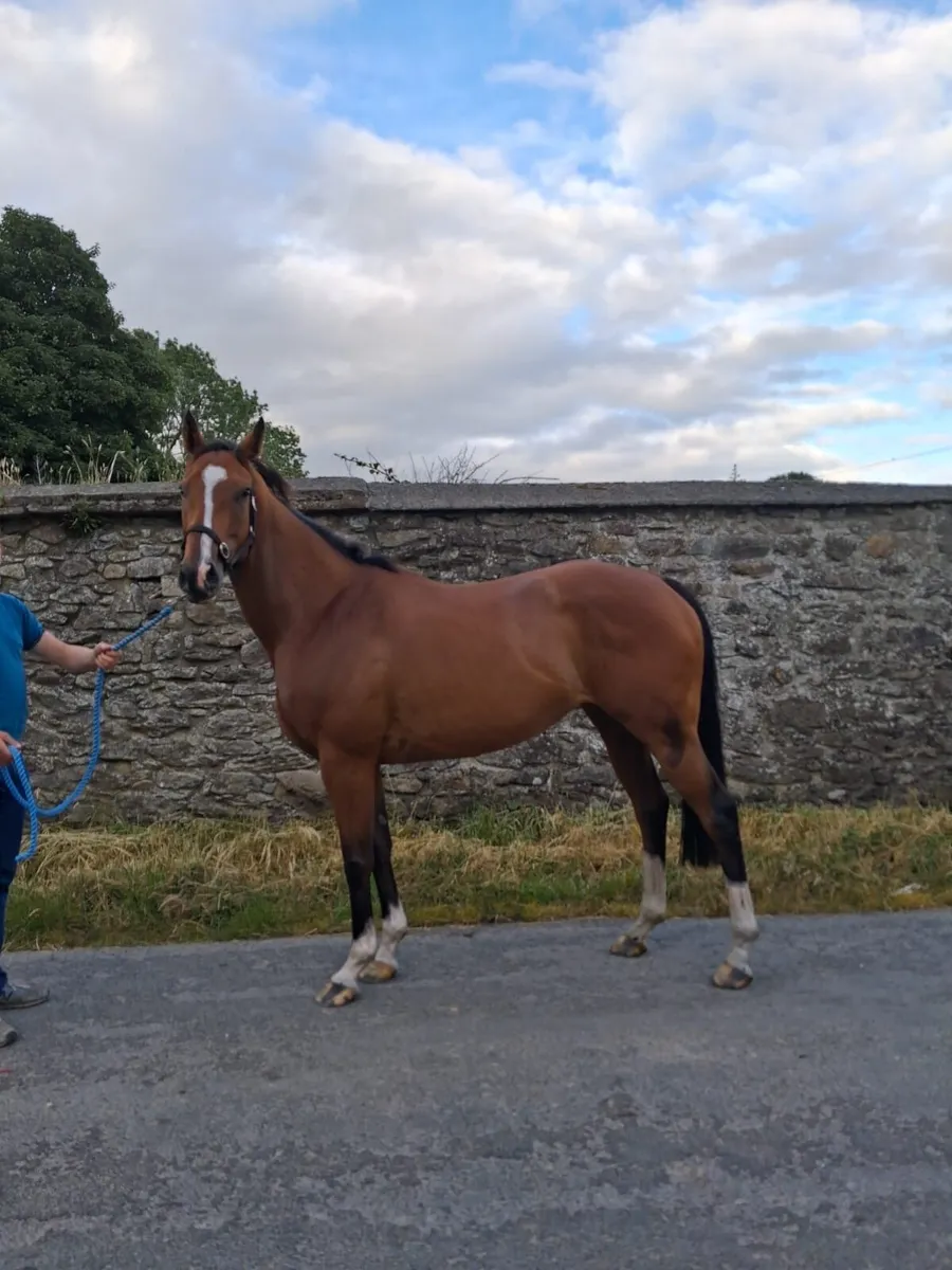 4yr old 15.2hh Filly - Image 3