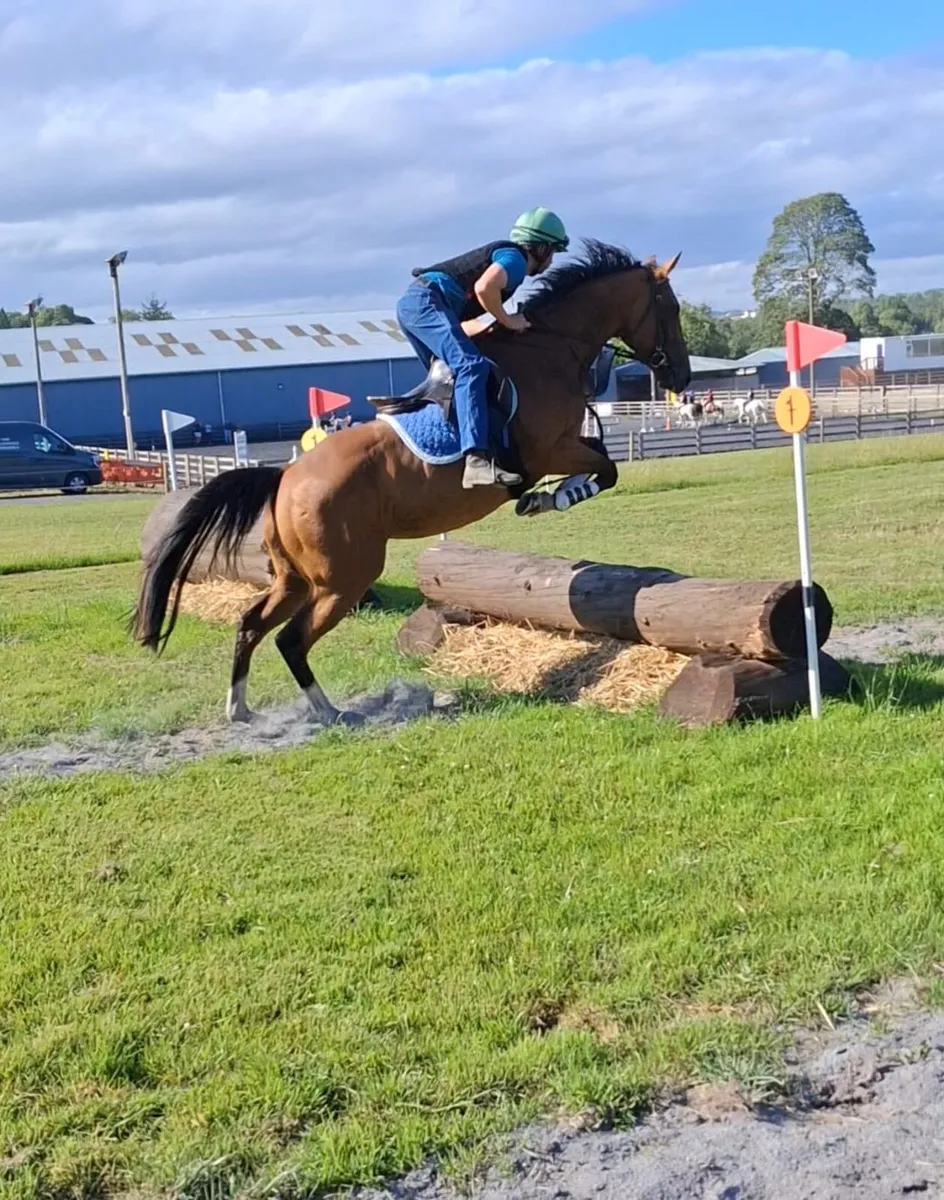 4yr old 15.2hh Filly - Image 1
