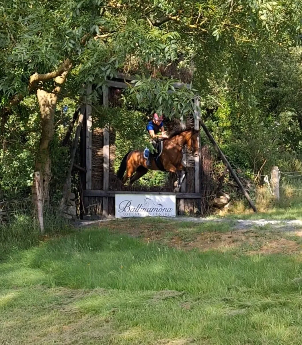4yr old 15.2hh Filly - Image 4