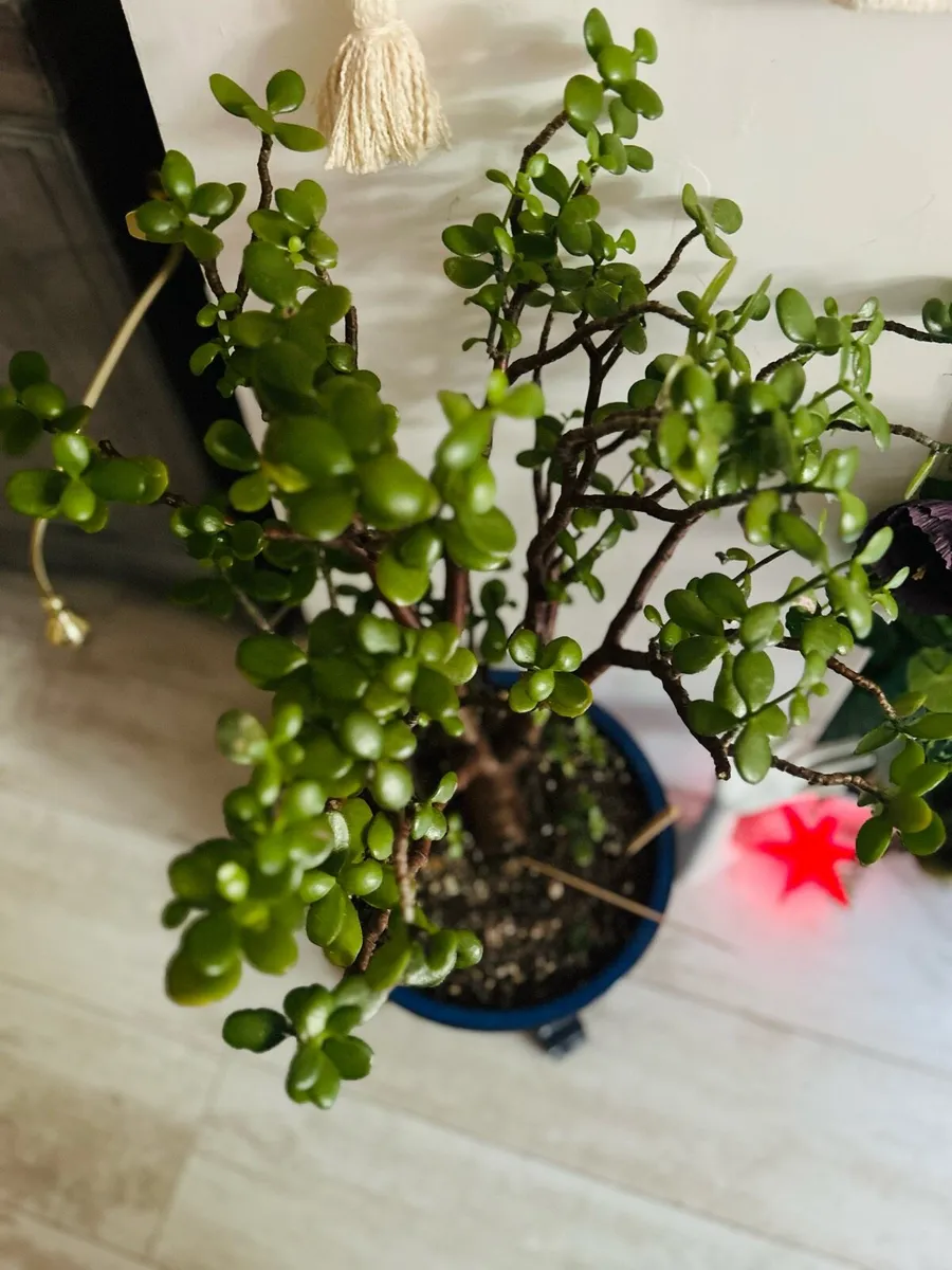 Succulent - Image 3