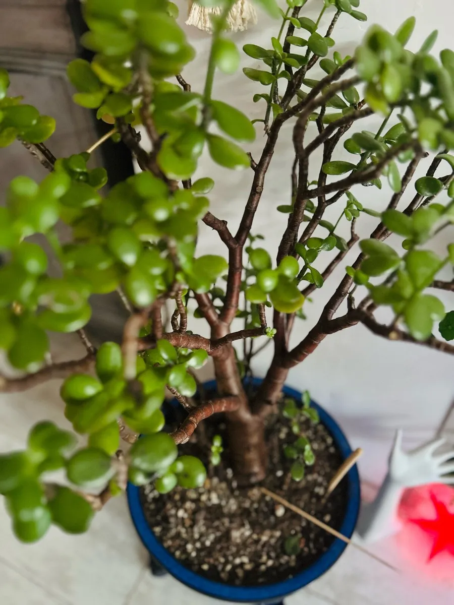 Succulent - Image 4