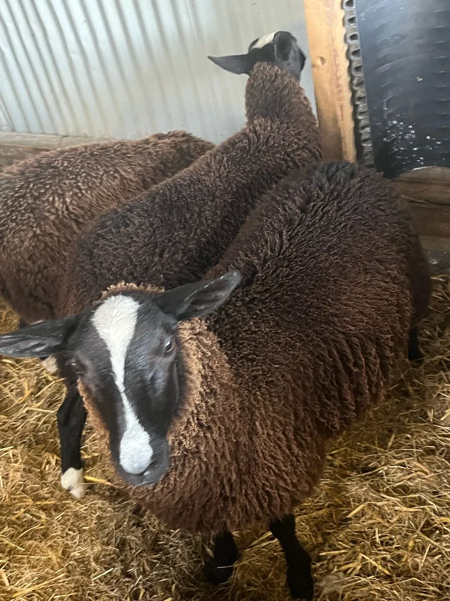 Zwartble PBNR Ewe lambs & ram lamb - Image 2