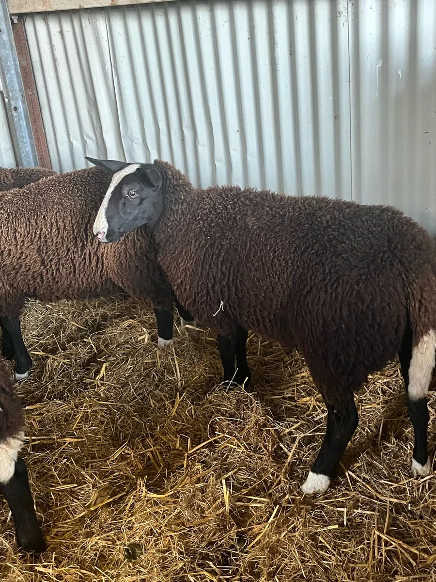 Zwartble PBNR Ewe lambs & ram lamb - Image 3