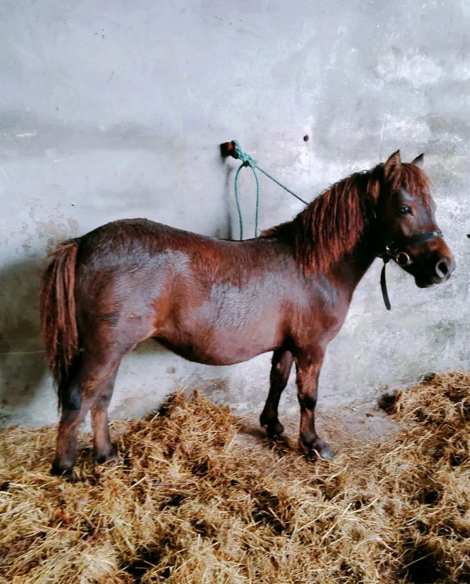 Small Pony - Image 2