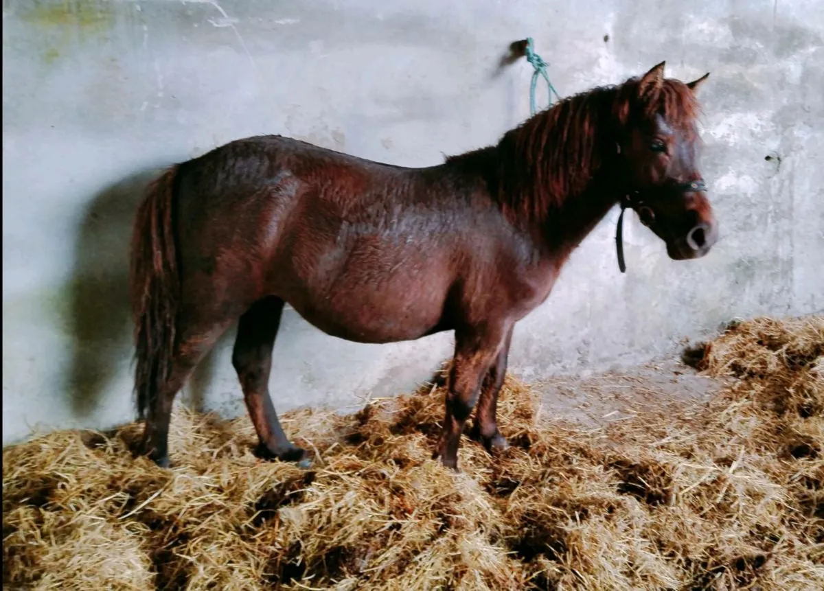 Small Pony - Image 3