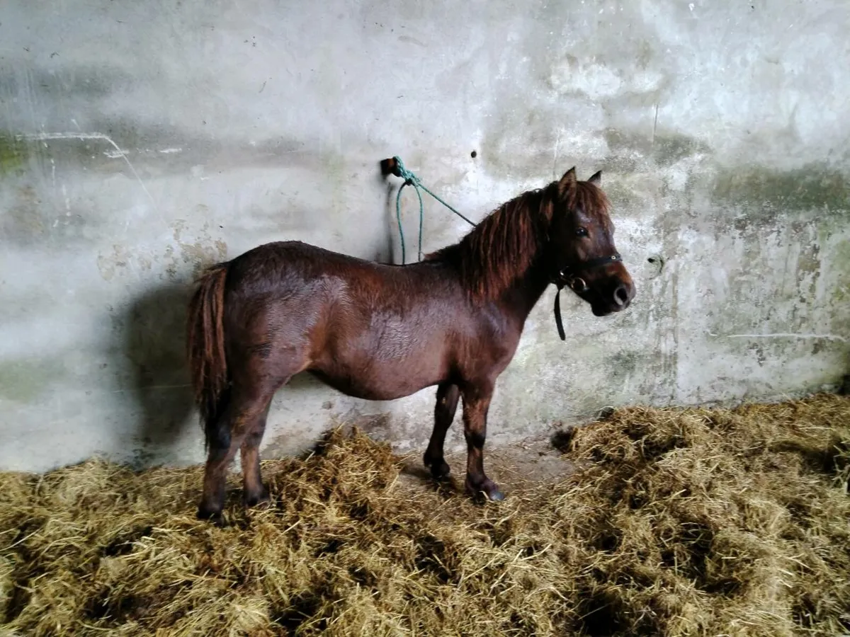 Small Pony - Image 4
