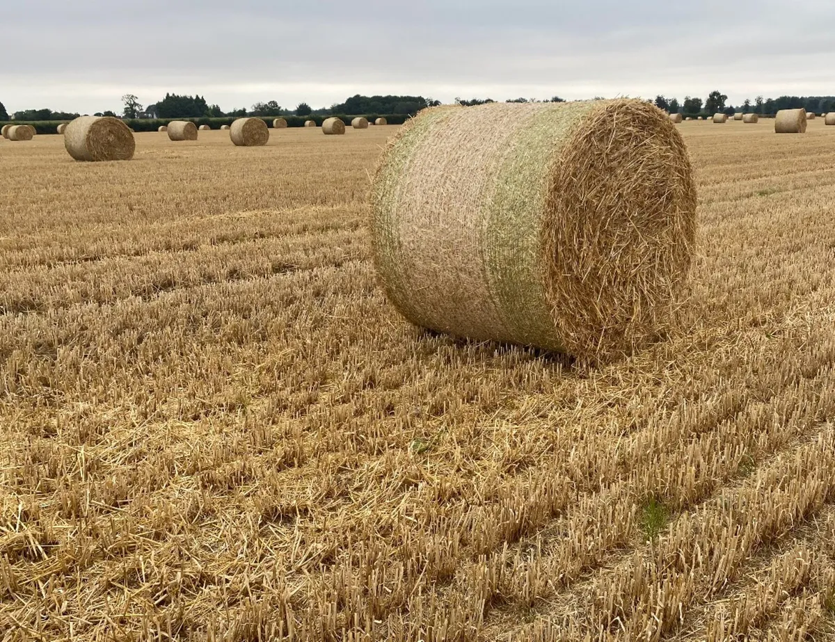 4x4 winter barley straw - Image 2