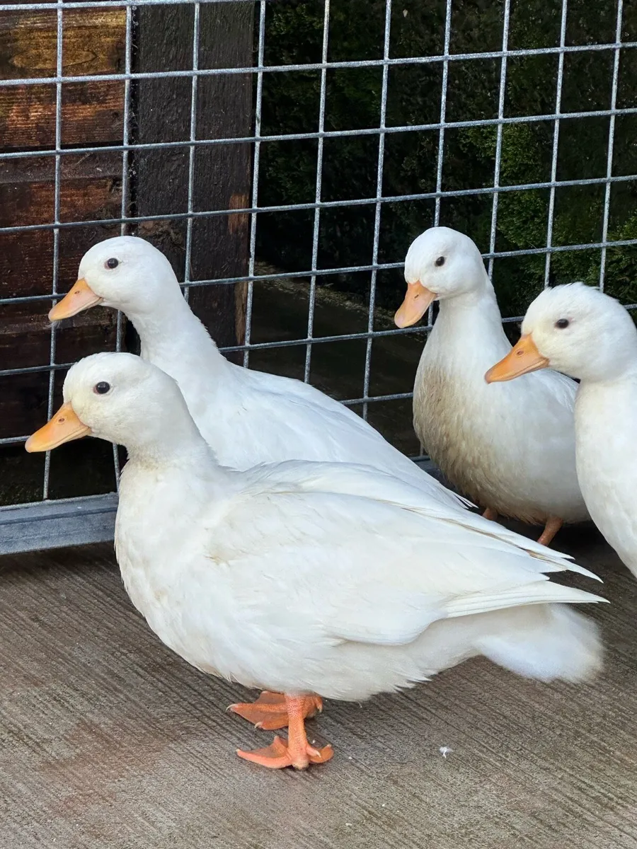 White call ducks - Image 1