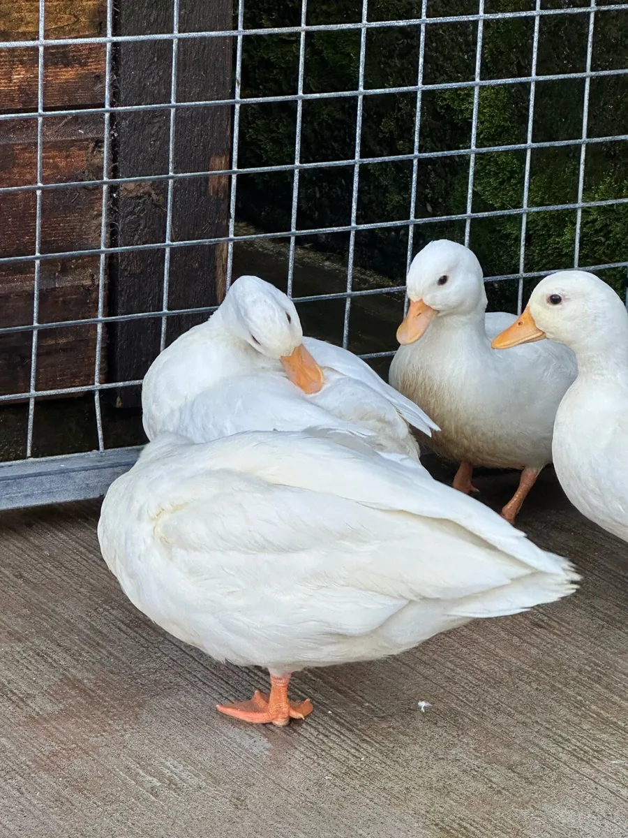 White call ducks - Image 2