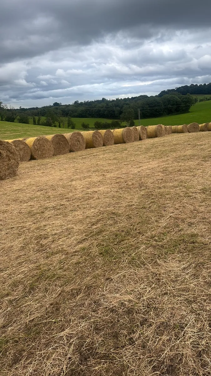 Hay - Image 1