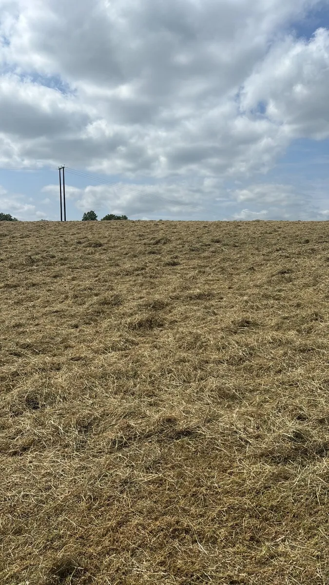 Hay - Image 2
