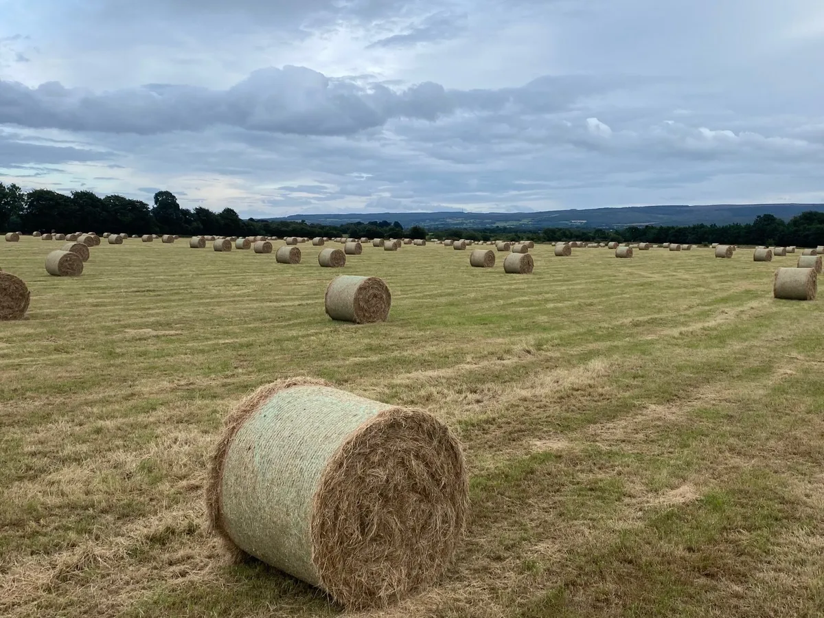 Hay for sale - Image 2