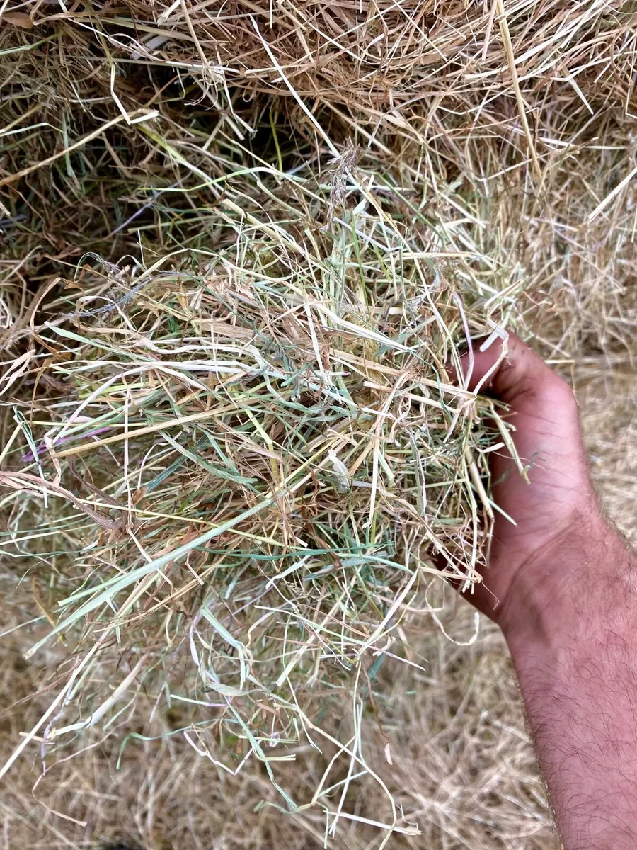 Hay for sale - Image 3