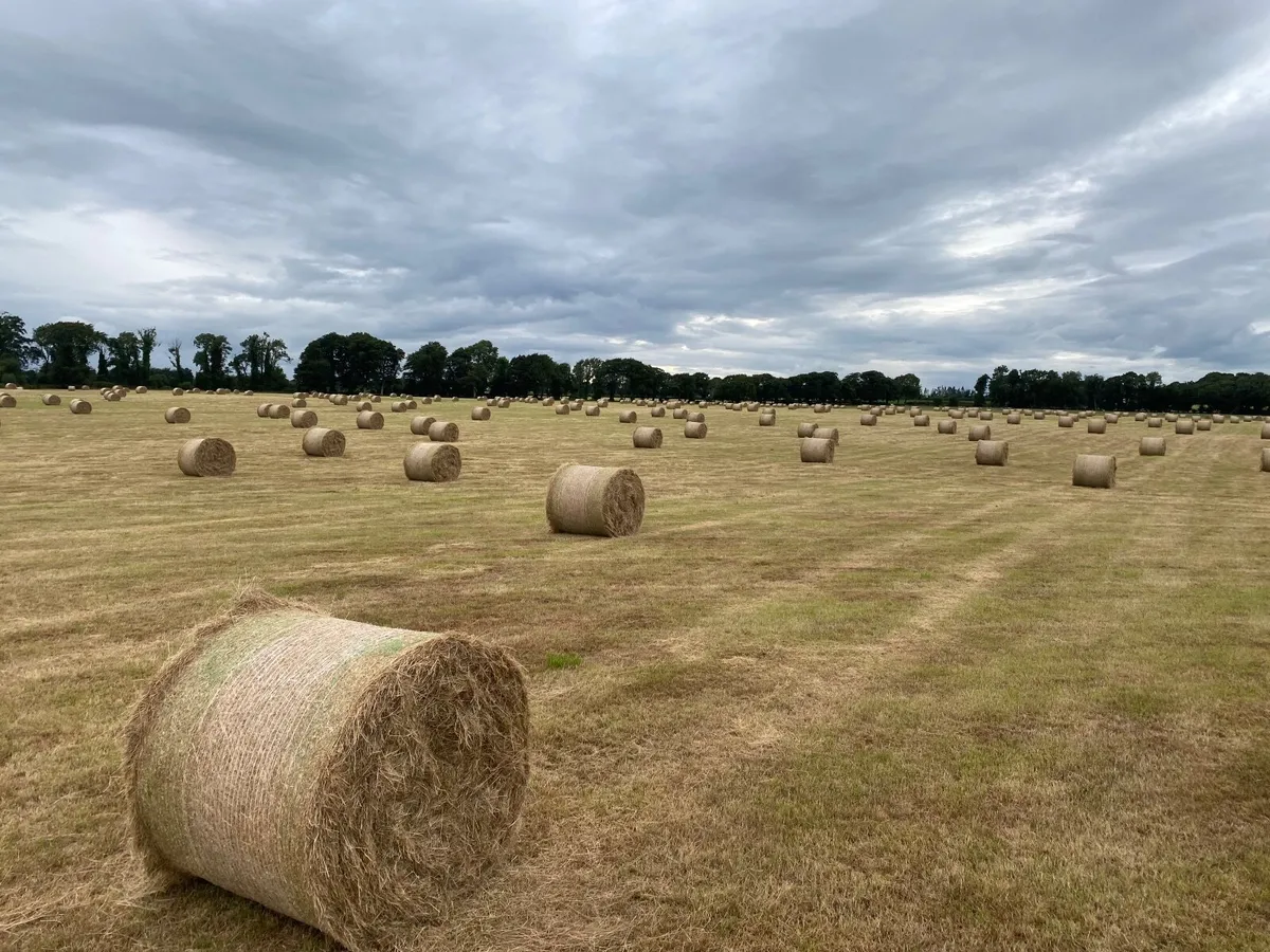 Hay for sale - Image 1