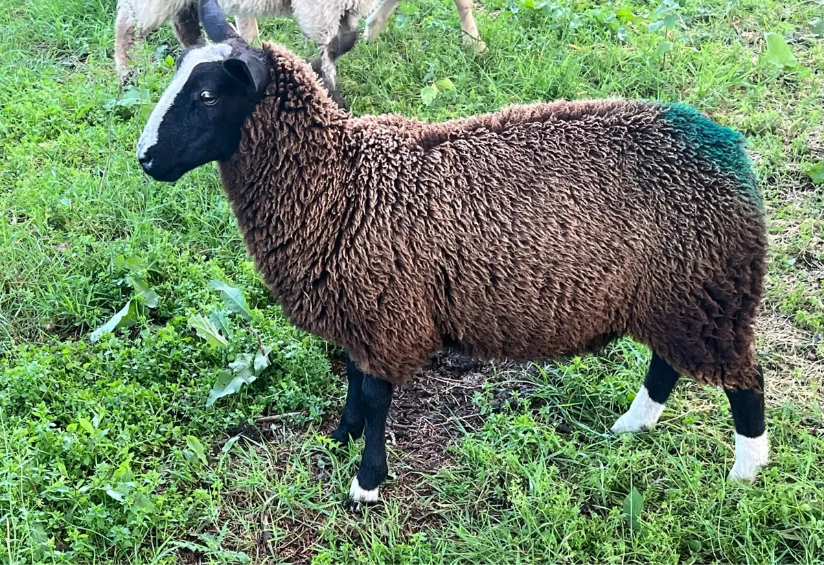 Zwartble PBNR breeding Ewe lambs - Image 4