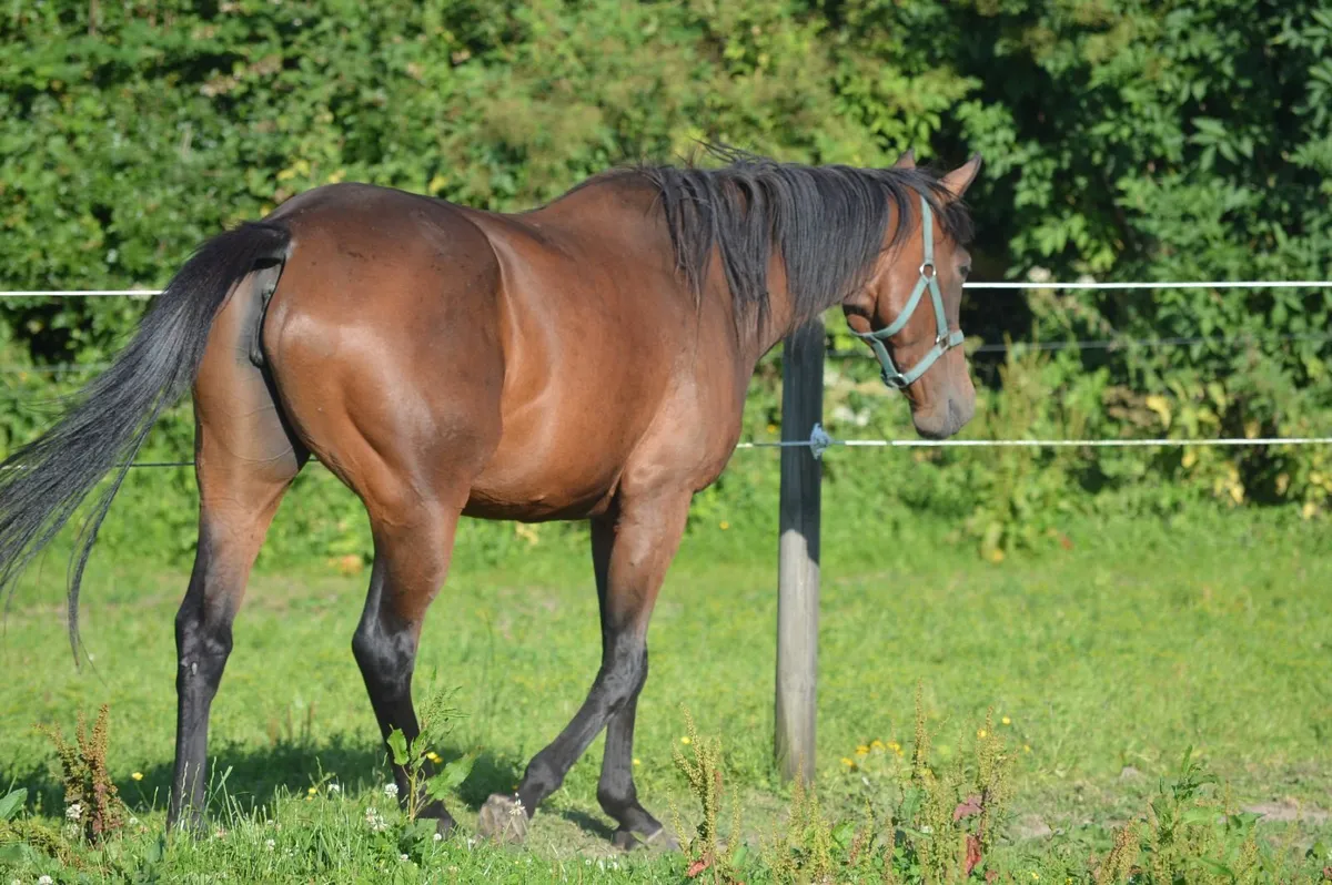 Thoroughbred Filly - Image 2