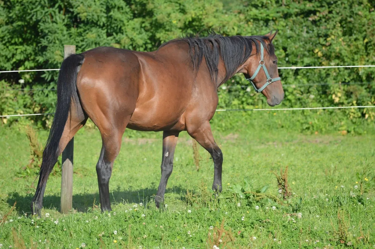 Thoroughbred Filly - Image 1