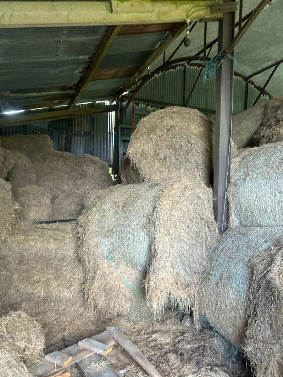 Hay - Image 1