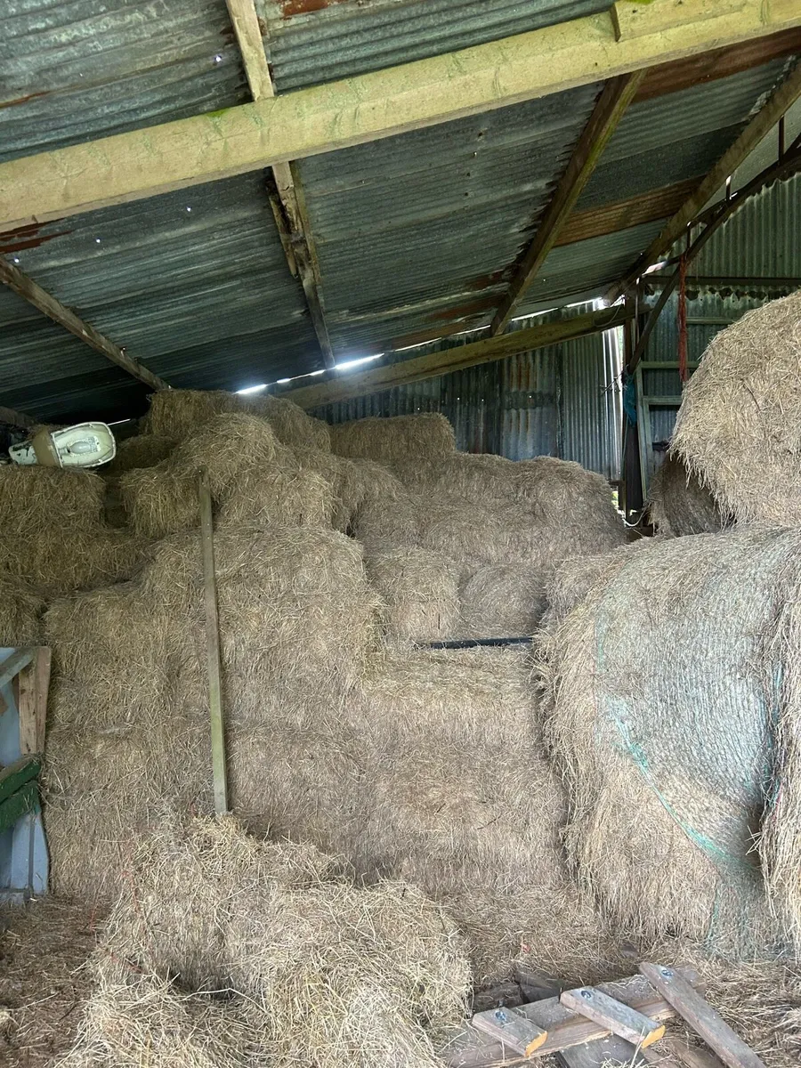 Hay - Image 2