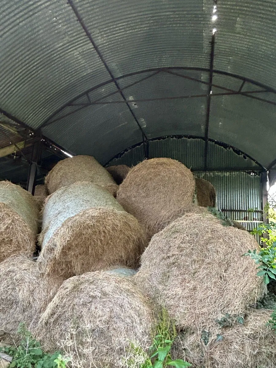 Hay - Image 3