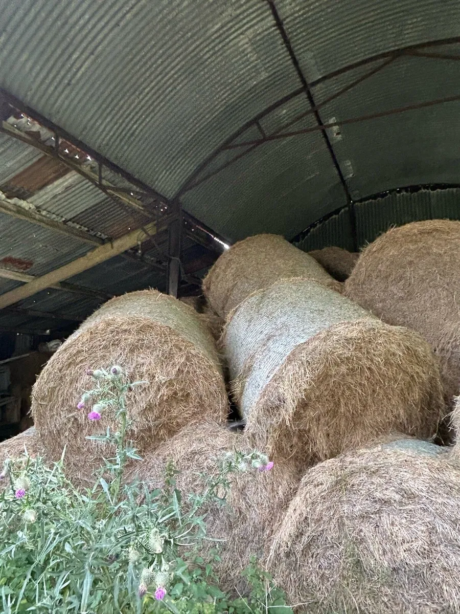 Hay - Image 4