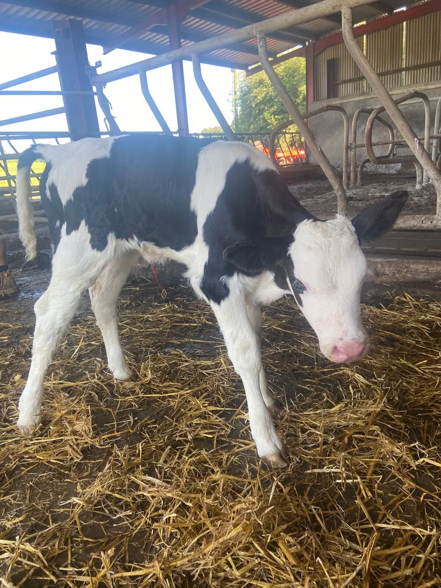 Simmental Heifer Calf - Image 1