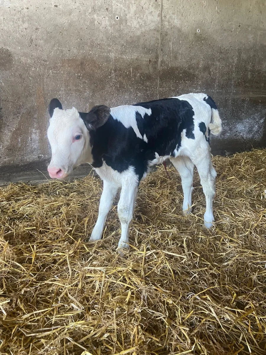 Simmental Heifer Calf - Image 2
