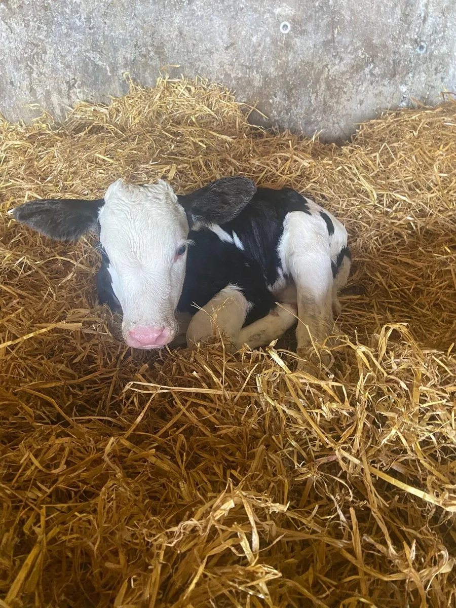 Simmental Heifer Calf - Image 3